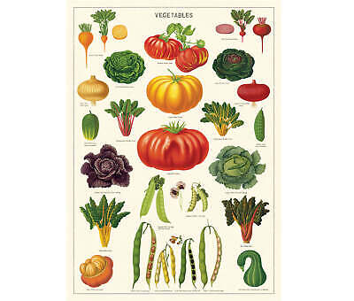 Cavallini Education Poster 教具海報 (Not available for toy library)