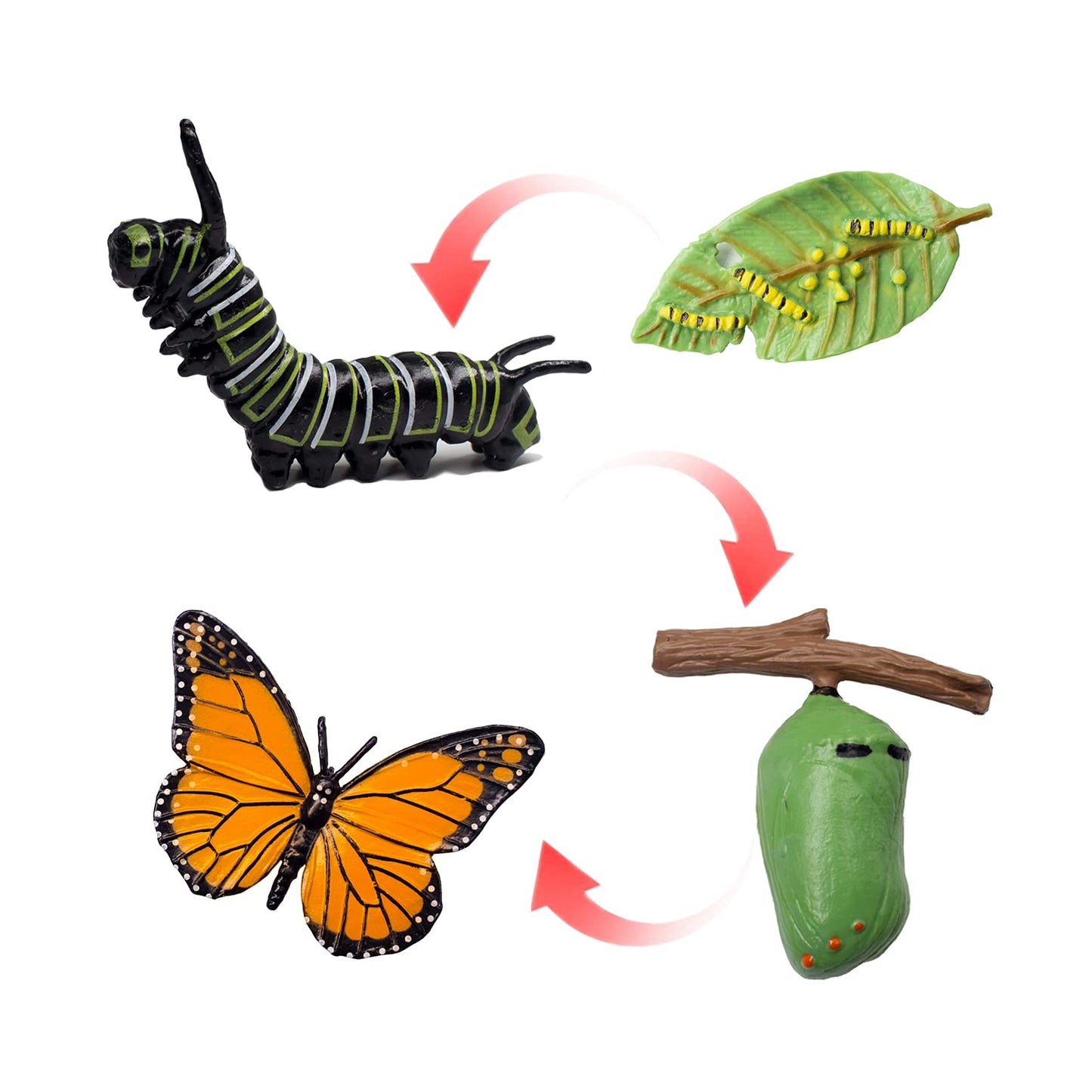 Butterfly life cycle (2credits/2個玩具代金)(Only for Toy Library)