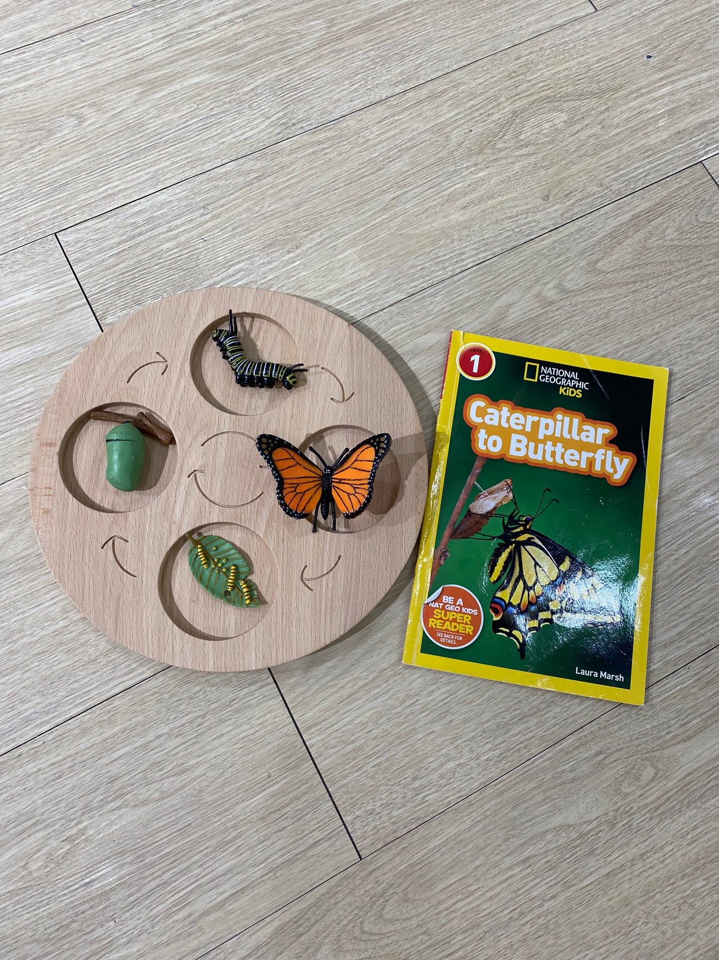 Butterfly life cycle (2credits/2個玩具代金)(Only for Toy Library)