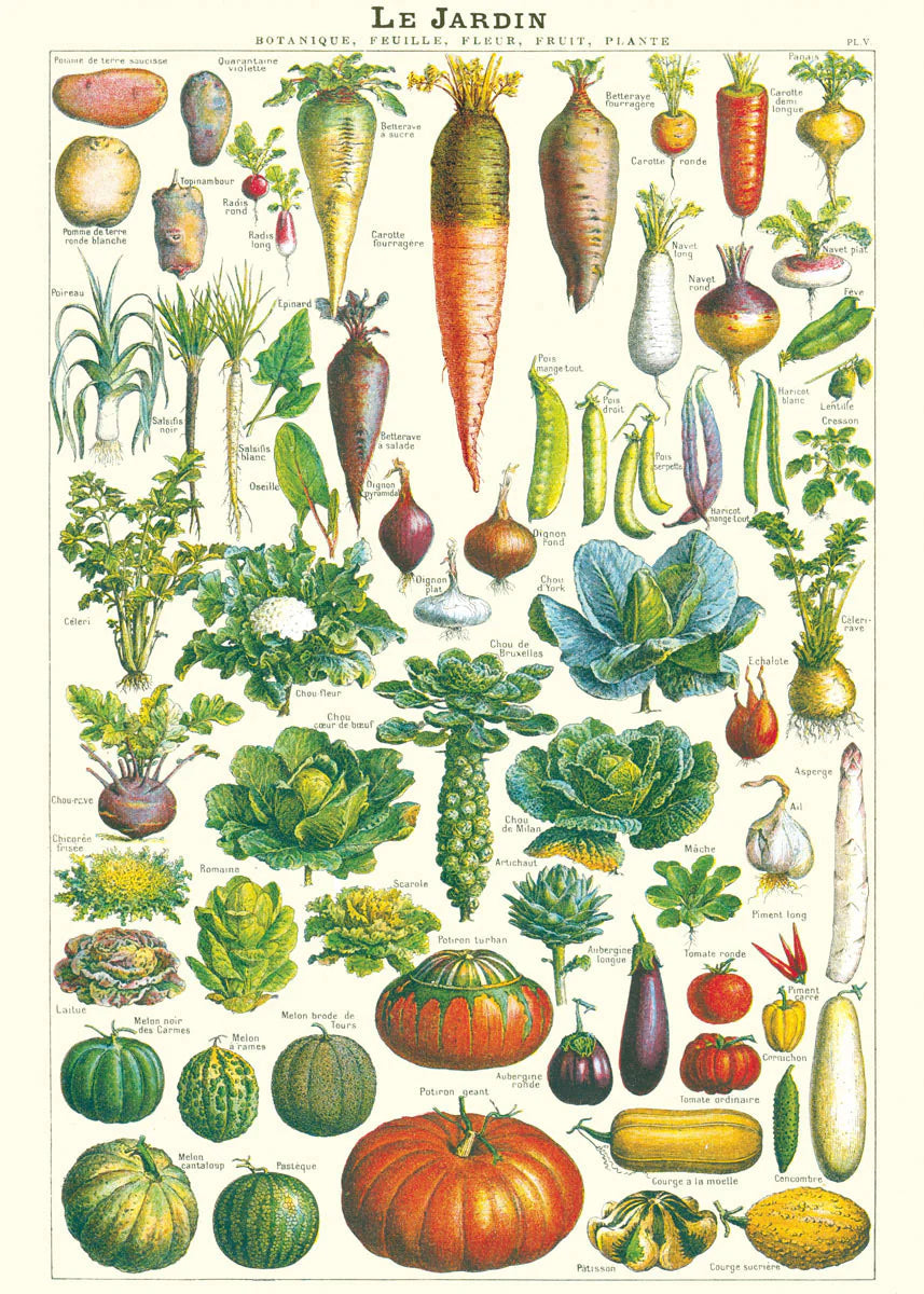 Cavallini Education Poster 教具海報 (Not available for toy library)