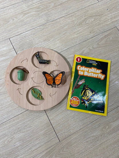 Butterfly life cycle (2credits/2個玩具代金)(Only for Toy Library)